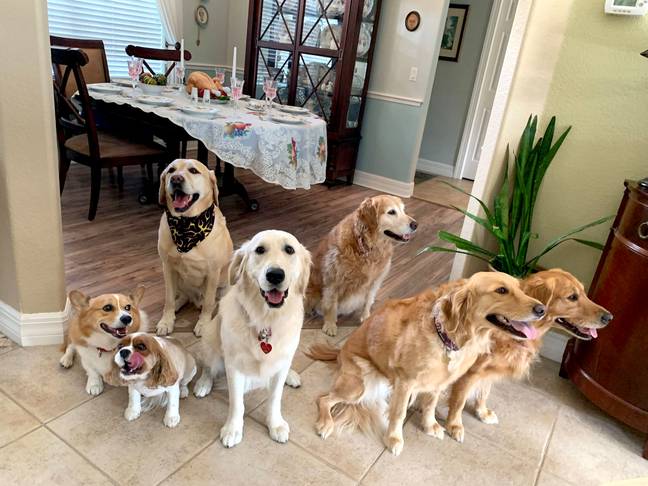 The therapy dogs all help people de-stress in Florida (Credit: Caters)