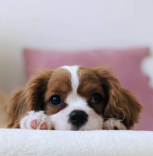 Theres a reason your dog's name is so popular (Credit: Unsplash)
