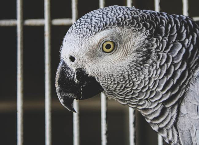 The African greys were adopted in August (Credit: Unsplash)