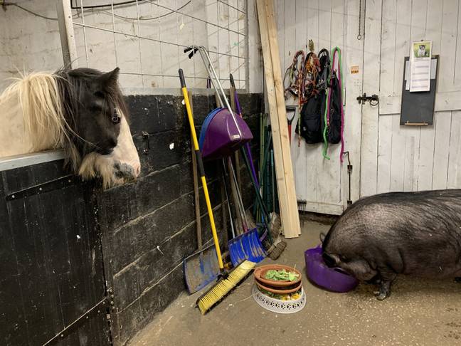 The two-year-old pig is being cared for at Peppers Field Equine &amp; Poultry Rehabilitation Centre (Credit: SWNS)