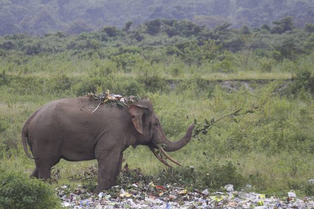 Photographer Pranab Bas said he also saw the elephant eating plastic (Credit: Caters)