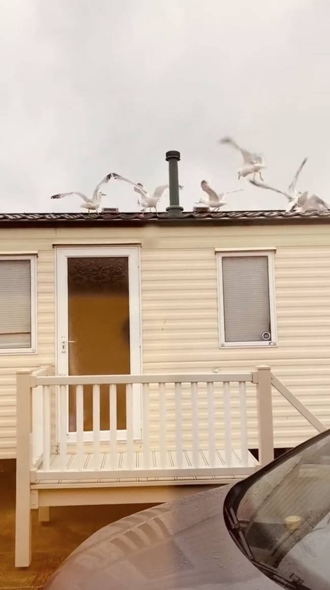 The camera pans round to show a flock of seagulls noisily squawking on their roof (Credit: TikTok/Triangle)
