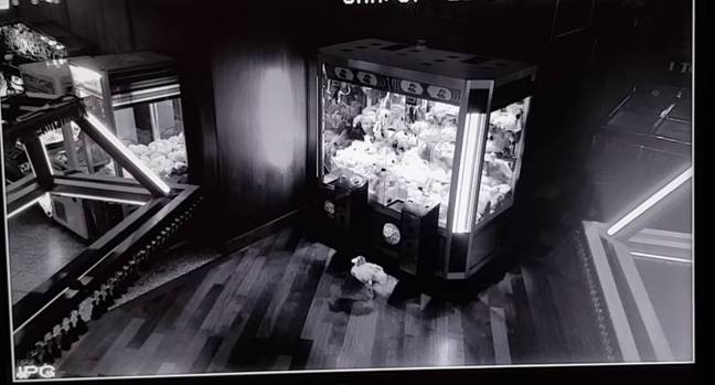 The toy flamingo was seen escaping from the arcade machine (Credit: Penny Lane)
