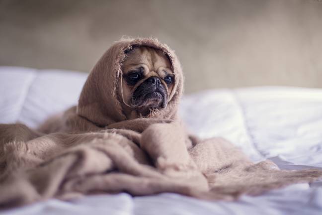 One in five said their dog doesn't like to go out in bad weather. Credit: Unsplash