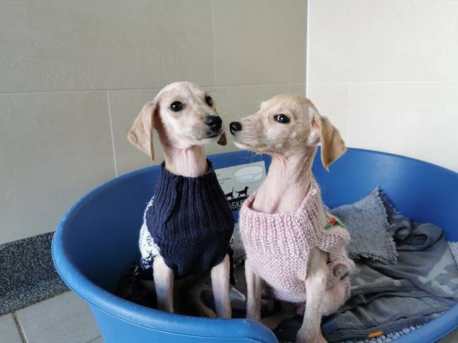 The RSPCA is helping Holly and Ivy regain full health (Credit: RSPCA)