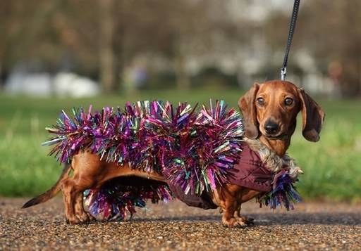 One dachshund opted for tinsel. (Credit: Jonathan Brady/PA)