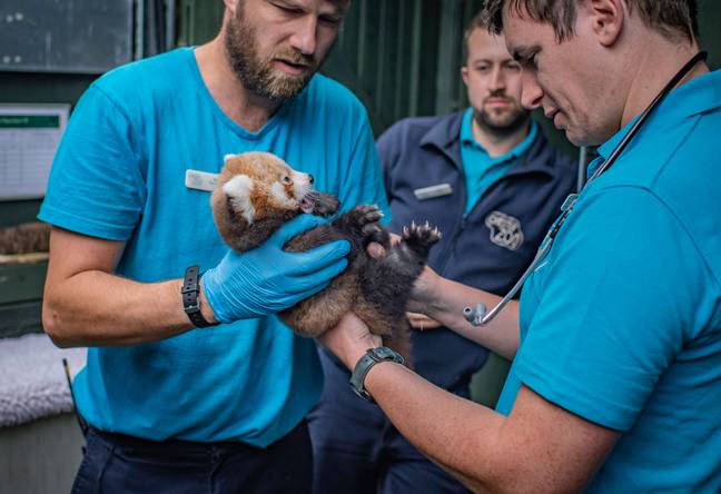 Credit: Chester Zoo