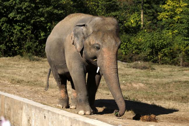 Elephants are very social animals, and the loss of Saheli was devastating for Kaavan (Credit: PA)