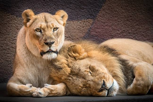 Hubert and Kalisa together at LA Zoo. (Credit: LA Zoo)