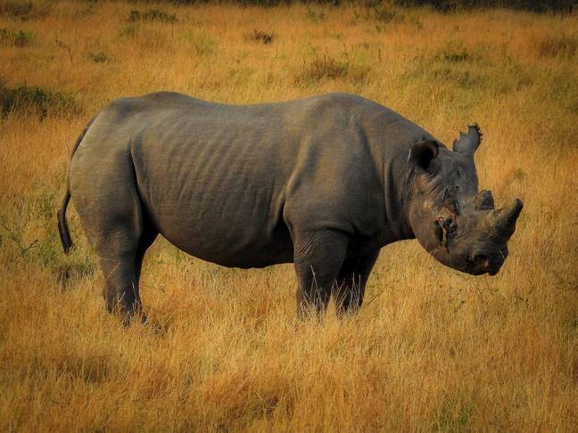 There is thought to be roughly 5,000 black rhinos still existing in the wild. Credit: Unsplash/ Ron Dauphin