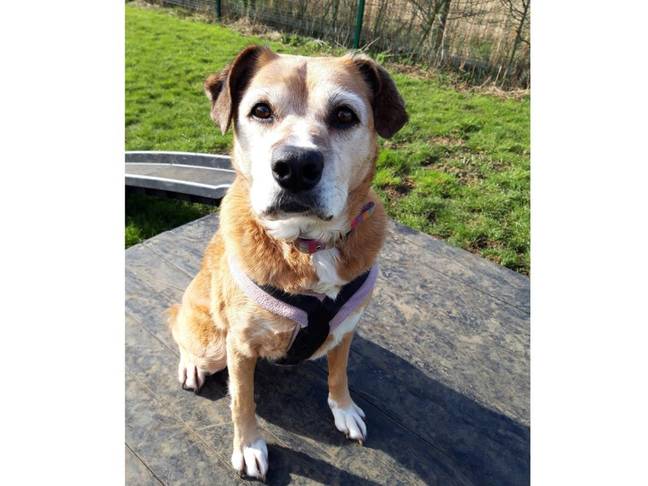 Let's find Molly a loving home (Credit: Dogs Trust Loughborough)