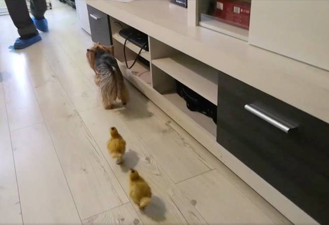 The ducklings follow the dog wherever she goes (Credit: SWNS)