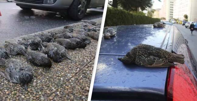 Hundreds of Birds Fall Dead From Sky in Spain - @RadiovozFerrol/Twitter