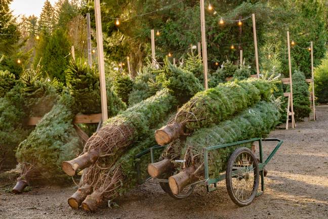 Christmas Tree Farm (Alamy)