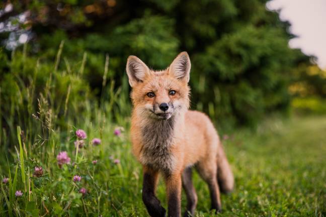 While foxes are undoubtedly beautiful creatures, we’d be lying if we said we love when they litter on our newly-planted flower beds (Unsplash).