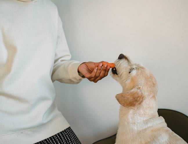 Dogs can eat plant-based diets (Credit: Pexels)