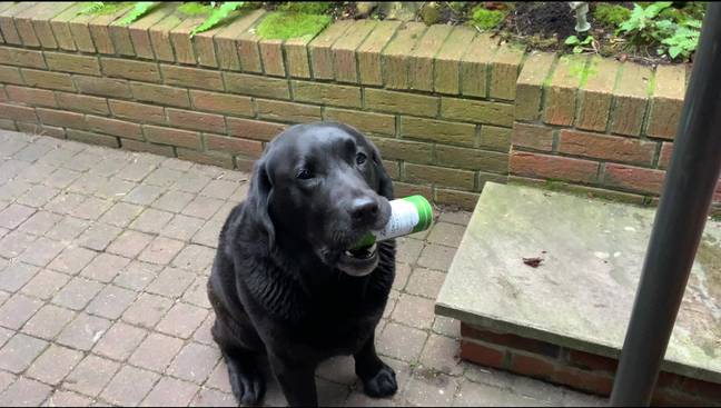 The dog fetched some gin for Janice (Credit: Kennedy News &amp; Media)