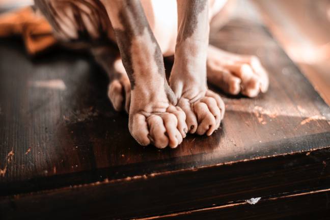 Other than their lack of fur, Sphynx cats are known for being extroverts (Credits: Pexels)
