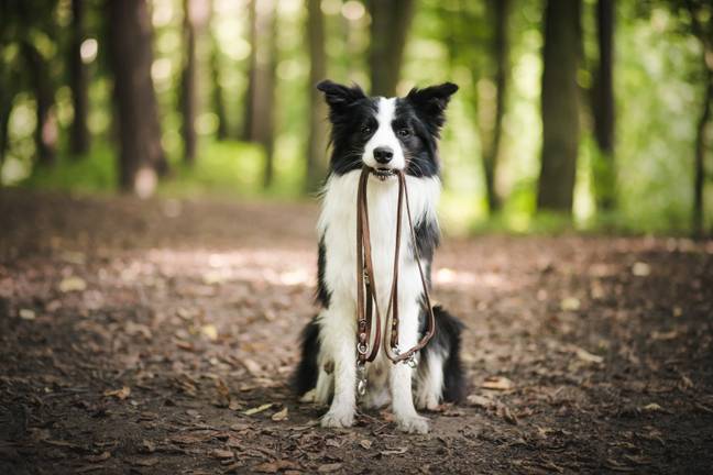 If your dog wanders off into a prohibited area, you could be landed with a hefty fine (Credit: Shutterstock)