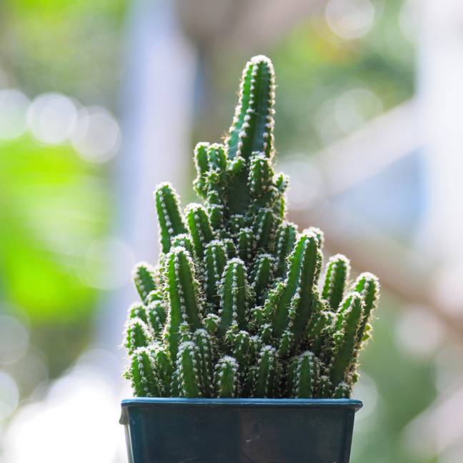People are loving the castle cacti (Credit: Shutterstock)