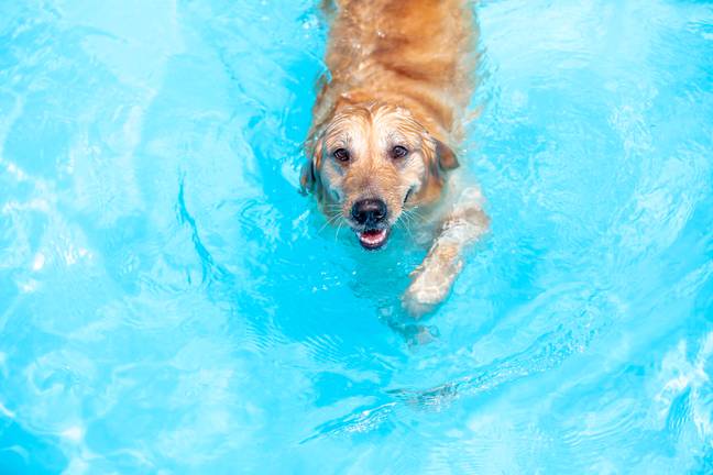 Help your pets cool off in the heatwave (Credit: Shutterstock)