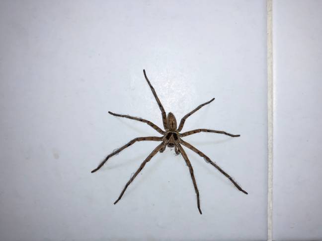 The spiders are often huge (Credit: Shutterstock)