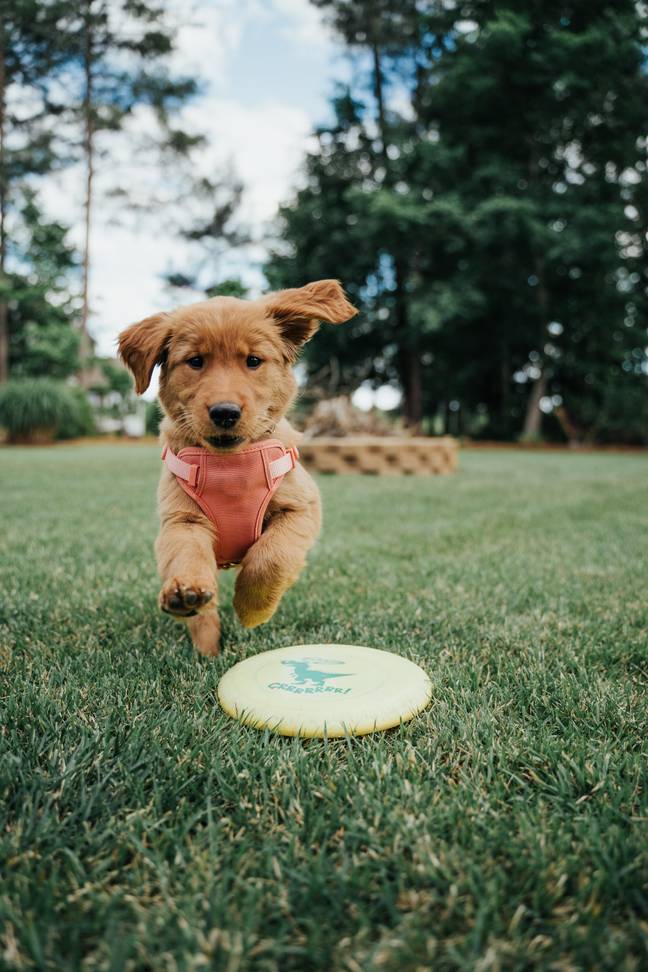 &quot;Remember, if it’s going in the dog's mouth, it’s gonna be covered in saliva so you’ve gotta be able to get that ball out of their mouth if anything does happen,&quot; she reminds us (Andrew Wagner Unsplash).