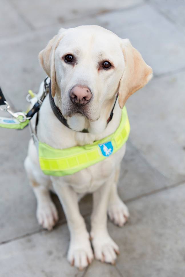 These puppies will go on to become the next generation of guide dogs (Credit: Guide Dogs)