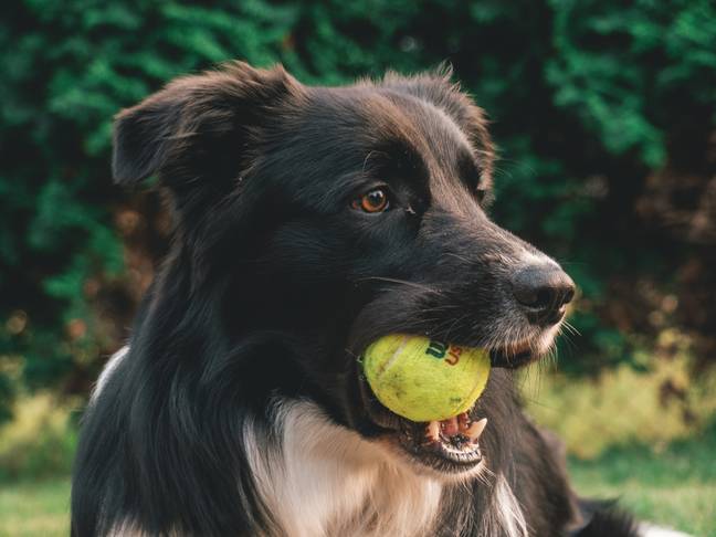 A dog owner has warned fellow pet owners after her puppy tragically died whilst playing fetch (Tadeusz Lakota on Unsplash).