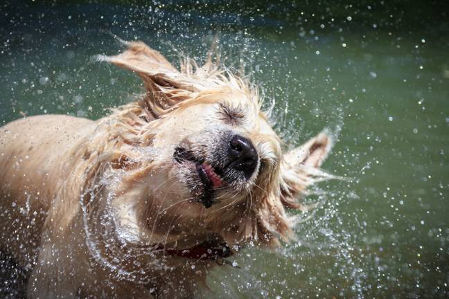 It's important to dry your dog with a towel after a rainy walk (Credit: Shutterstock)
