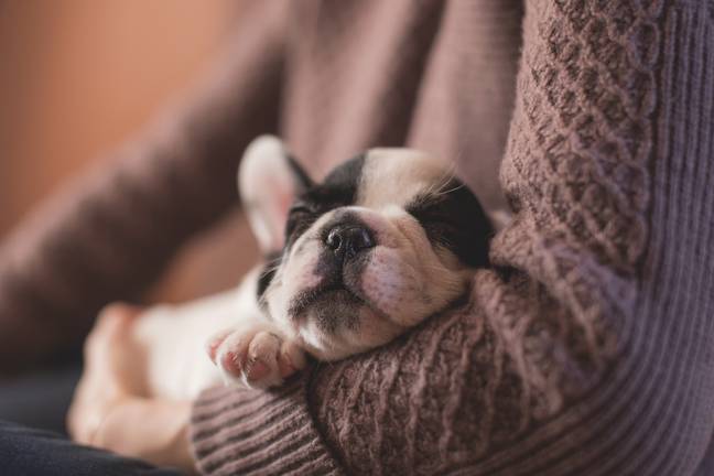 If your dog likes cuddling close, then it's their way of showing how much they love you! (Credit: Unsplash)