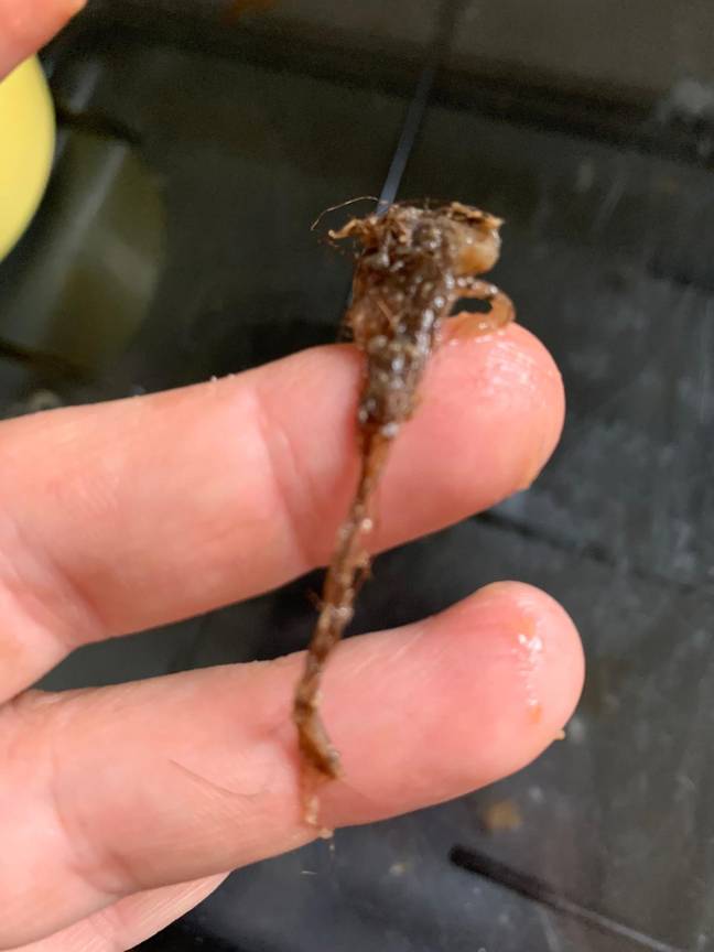 Aldi say the product is a plant root (Credit: Kennedy News &amp; Media)