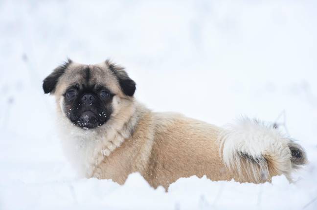 Smaller dogs are more at risk in icy temperatures (Credit: Alamy)