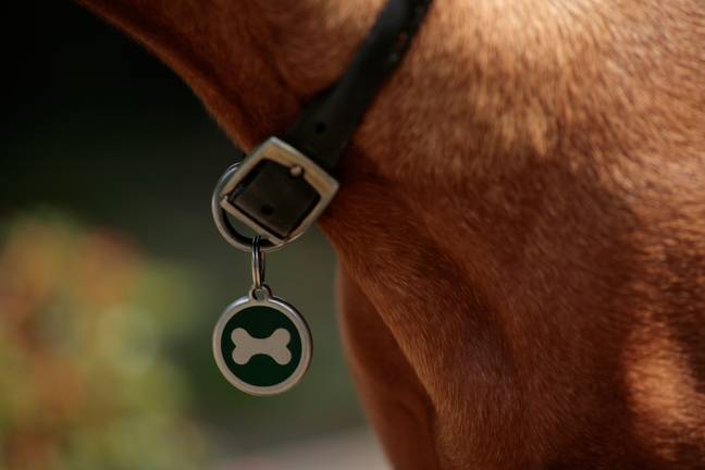 Dog owners often include their contact details on their dog's collar. Credit: Alamy