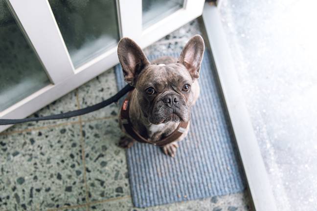 Owners often use harnesses for smaller dogs. (Credit: Bianca Ackerman/Unsplash)