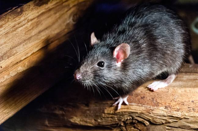 Rats can be more common in autumn (Credit: Shutterstock)