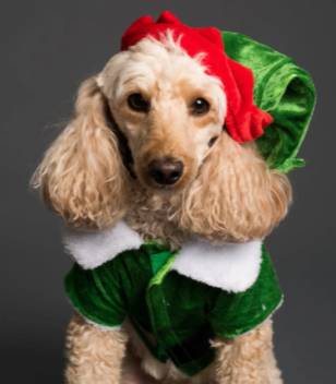 Time to get into the festive spirit with your pooch (Credit: Pexels)