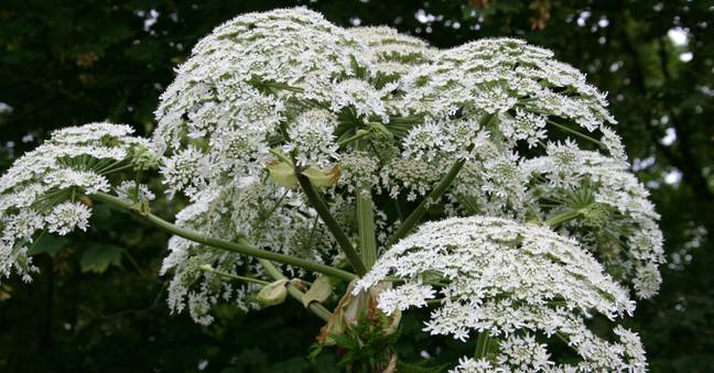 Giant Hogweed can cause burns and blisters when touched by human skin. (Credit: Alamy)