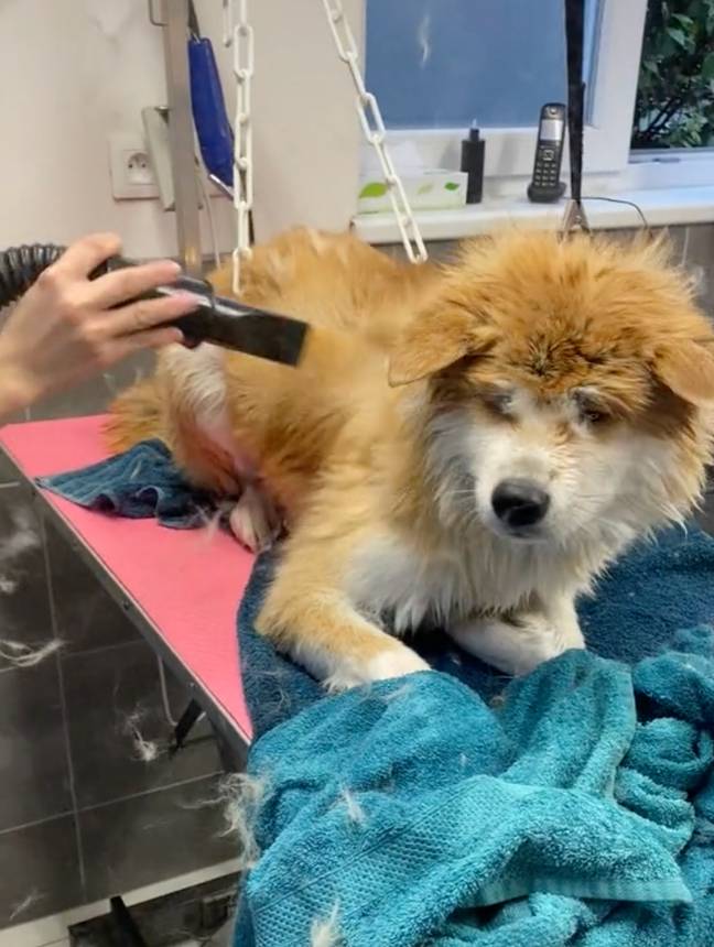 This Akita dog looked super satisfied with the treatment. (Credit: TikTok/ @alsa_chien)