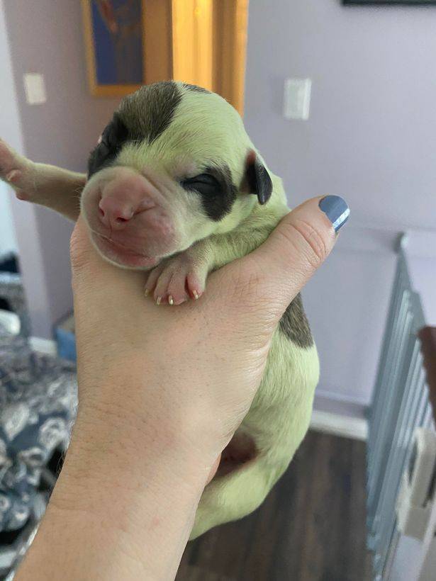 The tiny pup is thriving (Credit: Trevor and Audra Mosher)