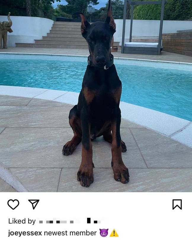 Joey shared a picture of a Doberman on social media. Credit: @joeyessex/Instagram.