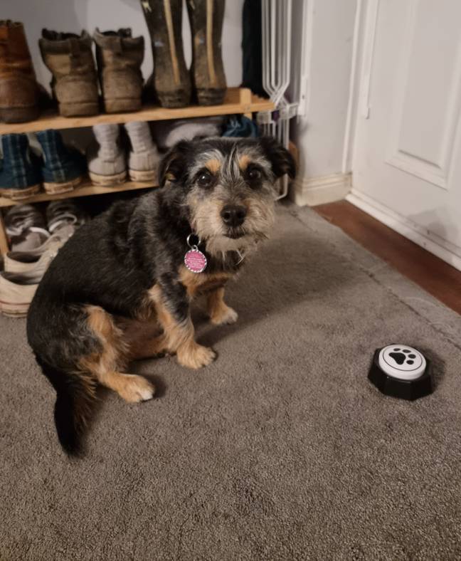 Paisley slowly began to make use of the buzzers for communicating her wants and needs. Credit: Catherine Lamb