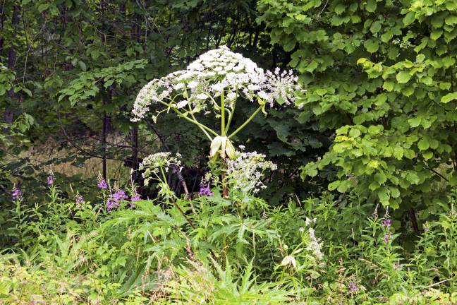 Giant hogweed can be very dangerous. Credit: Alamy