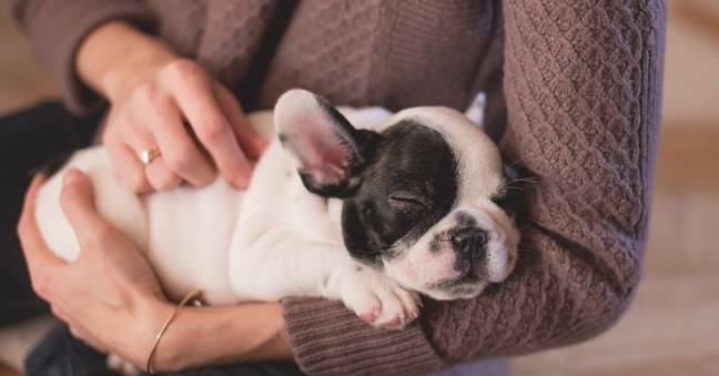 One woman revealed the inspiration behind their new dog's name.(Credit: Pexels)