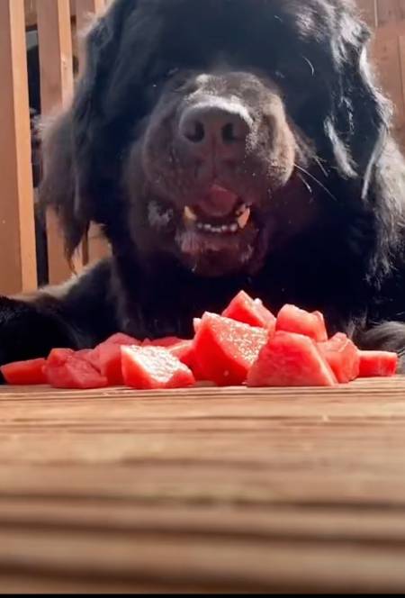 Some users criticised Ted's owner for giving him frozen treats (Credit: @tedthenewfoundland/TikTok)