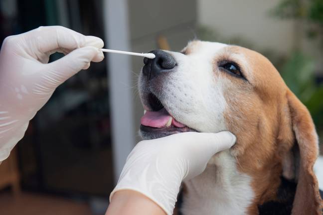  The pooch, from Surrey, was undergoing treatment for another unrelated condition (Credit: Shutterstock)