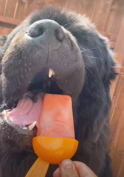 Dogs can eat frozen treats in moderation (Credit: @tedthenewfoundland/TikTok)