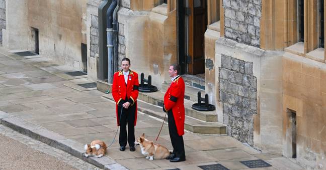 The Queen's Corgis had a chance to bid farewell to their late owner. Credit: Getty