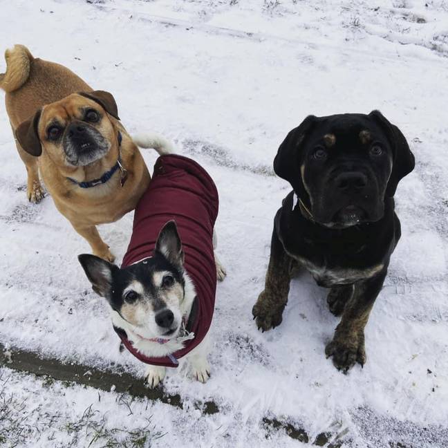 Louise was walking Donnie (right) and her two rescue dogs - Jack Russell Lady (centre), 12, and six-year-old Jack Russell-Pug cross Jack (left) - in Danson Park, in Bexley, on April 28th 2021 when the ordeal unfolded (Kennedy News and Media).