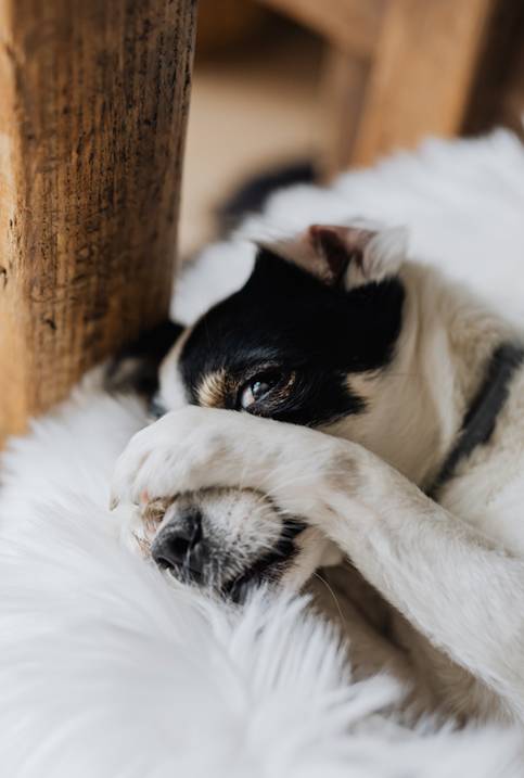 Your dog will tell you when its paws are sore (Credit: Pexels)